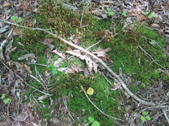 Polytrichastrum ohioense