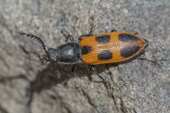 Anostirus vernalis