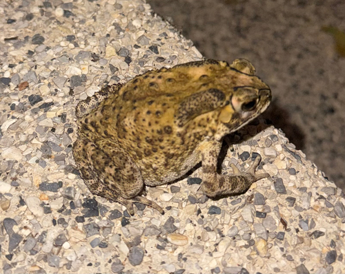 Asian Common Toad