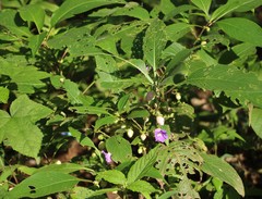 Strobilanthes callosa
