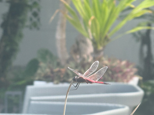 Red Glider