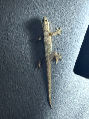Flat-tailed House Gecko
