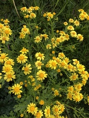 Senecio squalidus