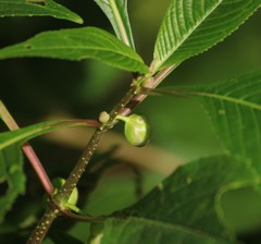Strobilanthes callosa