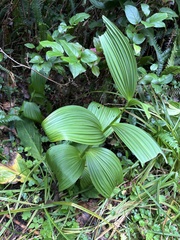 Veratrum viride, photograph (c) Abby Hyde, some rights reserved (CC BY)