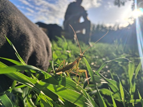 European Mantis