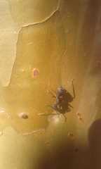 Camponotus