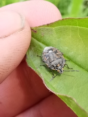 Holcogaster fibulata