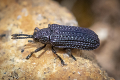 Microrhopala excavata