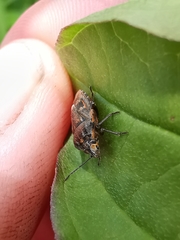 Holcogaster fibulata