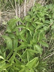 Angelica archangelica