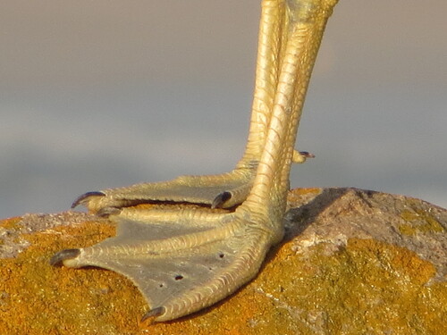iNaturalist image