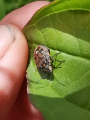 Holcogaster fibulata