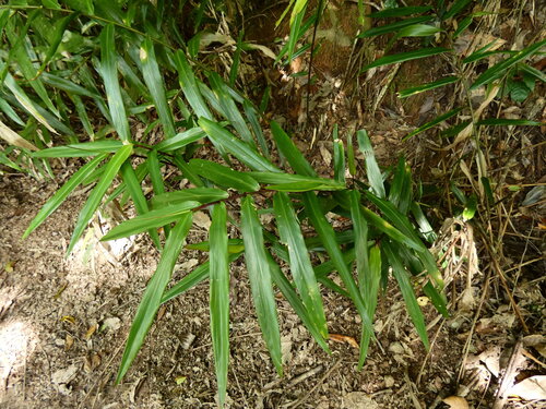 Alpinia modesta observed 2026-09-07