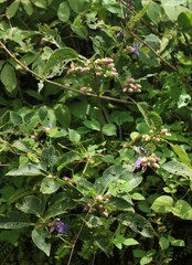 Strobilanthes callosa