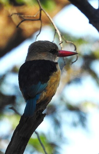 iNaturalist image