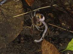 Geothelphusa bicolor