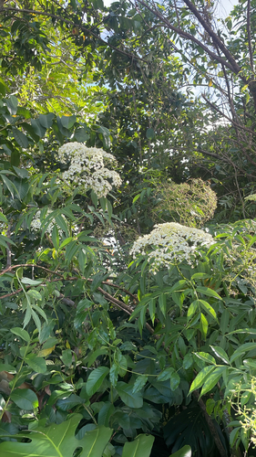 Sambucus canadensis observed 2026-08-22