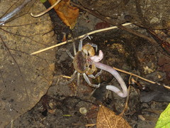 Geothelphusa bicolor