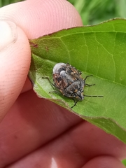 Holcogaster fibulata