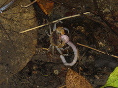 Geothelphusa bicolor