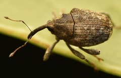 Parethelcus pollinarius