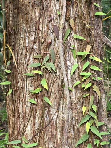 Ficus pantoniana observed 2026-08-28