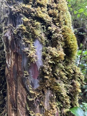 Taxus brevifolia, photograph (c) Abby Hyde, some rights reserved (CC BY)