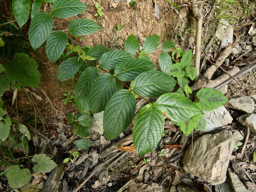 Uncaria lanosa observed 2026-09-07