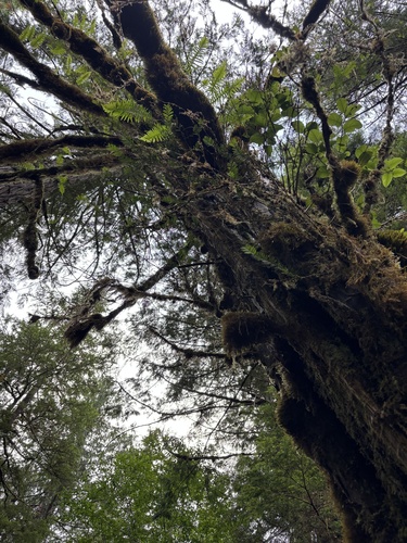 Taxus brevifolia, photograph 6