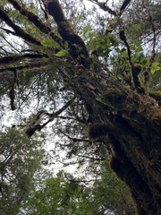 Taxus brevifolia, photograph (c) Abby Hyde, some rights reserved (CC BY)