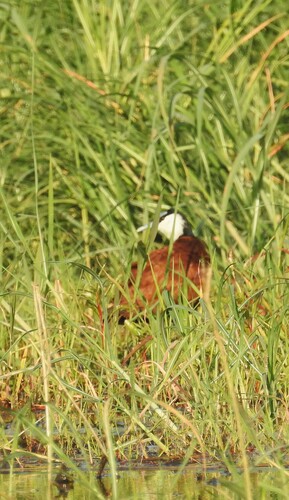 iNaturalist image
