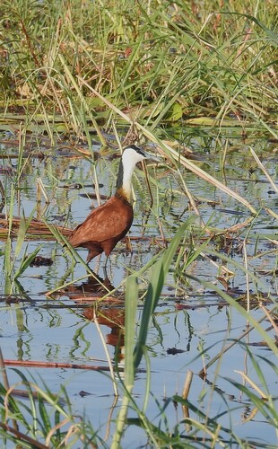 iNaturalist image