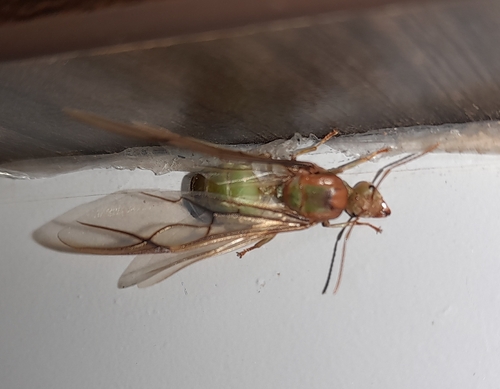 Asian Weaver Ant