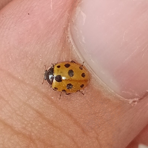 Eleven-spotted Ladybird Beetle
