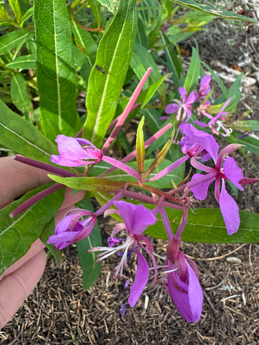 fireweed
