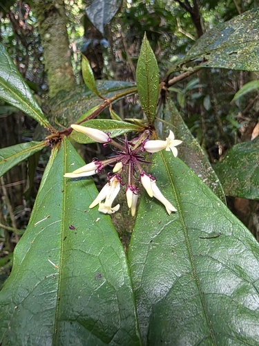 Pittosporum rubiginosum, 2026-08-28
