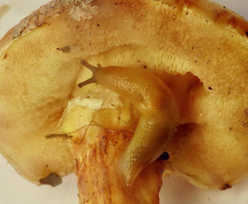 Lemon Slug