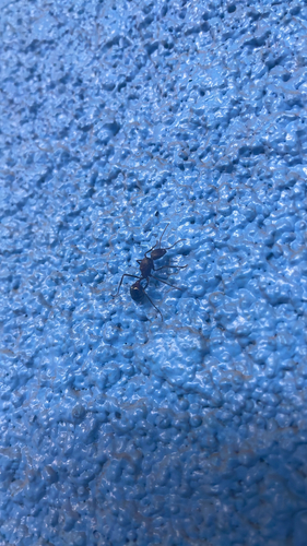 Desert Long-legged Ants