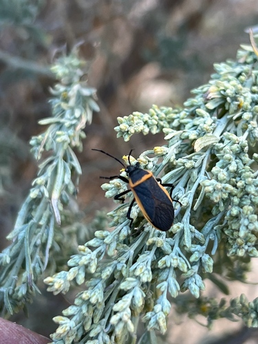 iNaturalist observation photo of California Bordered Plant Bug