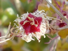 Ruschia spinosa