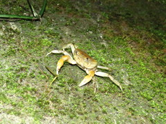 Geothelphusa bicolor