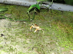 Geothelphusa bicolor