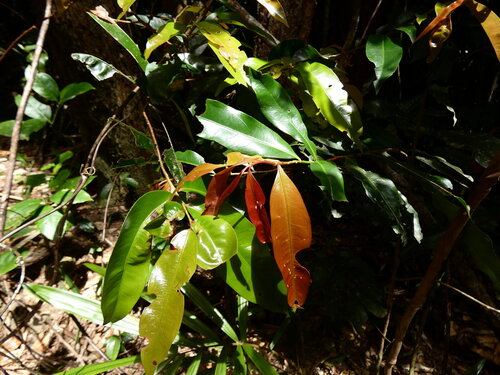 Brackenridgea nitida observed 2026-09-07