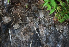 Thalictrum dalzellii