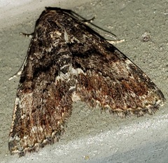 Metalectra richardsi