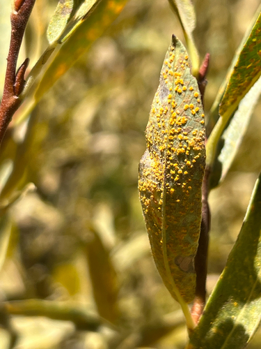 iNaturalist observation photo of Melampsora epitea