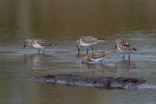 iNaturalist image