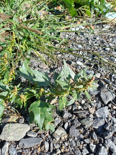 red pigweed
