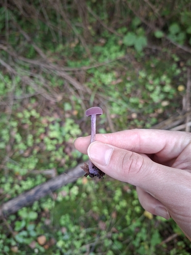 Amethyst Deceiver